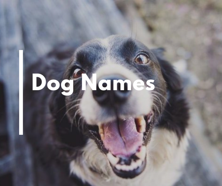 Dog Names